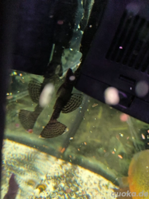 Antennenwels Nachwuchs 