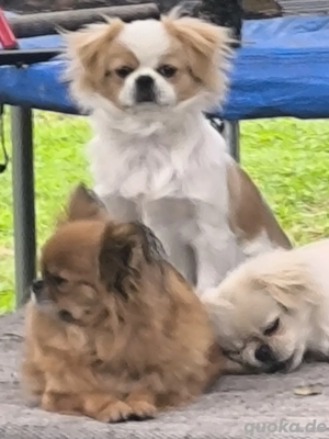 Pekinese welpen