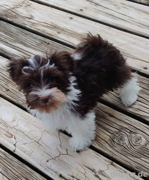 Reinrassige Havaneser-Welpen mit stammbsun  Bild 4