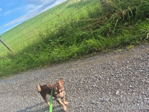 Chihuahua, Mini, Ahnentafel, Rüde,  8 Monate jung,  Ahnentafel,  EU Ausweis,  vollständig geimpft us Bild 4