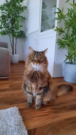 Kater Toni - 11 Jahre - sucht neues Zuhause