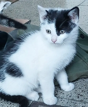 Junge Kätzchen, Katze, Katzen, Kater