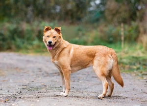 Enid   die lebendige Sonnenstrahl Hündin sucht Ihr Traumzuhause!