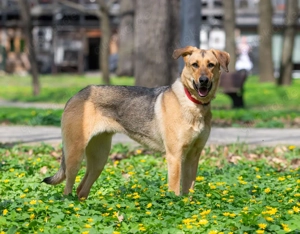 Tuchka - die sanfte Seele mit stolzem Auftreten sucht Ihr Zuhause!