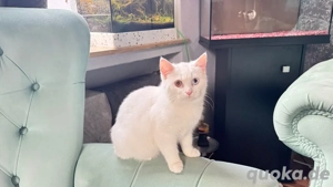 Wunderschöne weiße junge Katze (7 Monate) mit einem blauen & einem grünen Auge