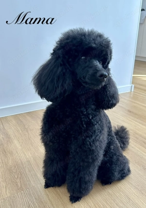 Reinrassige Zwergpudel Welpen in Tiefschwarz Bild 2