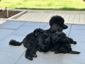 Reinrassige Zwergpudel Welpen in Tiefschwarz