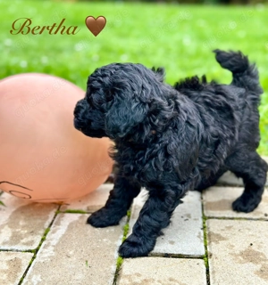 Reinrassige Zwergpudel Welpen in Tiefschwarz Bild 5