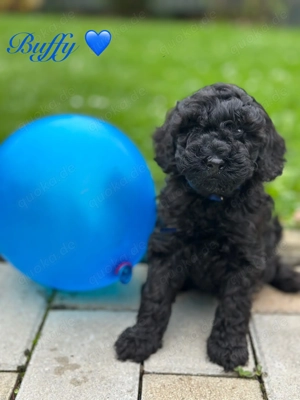 Reinrassige Zwergpudel Welpen in Tiefschwarz Bild 4