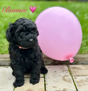 Reinrassige Zwergpudel Welpen in Tiefschwarz Bild 7