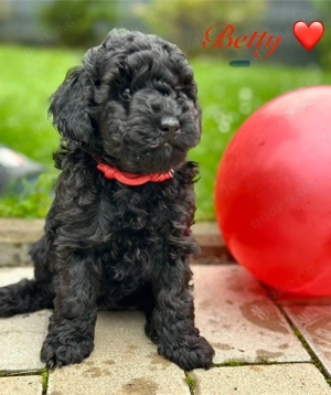 Reinrassige Zwergpudel Welpen in Tiefschwarz Bild 6