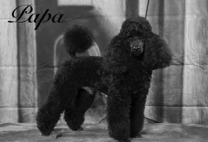 Reinrassige Zwergpudel Welpen in Tiefschwarz Bild 3