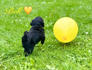 Reinrassige Zwergpudel Welpen in Tiefschwarz Bild 8