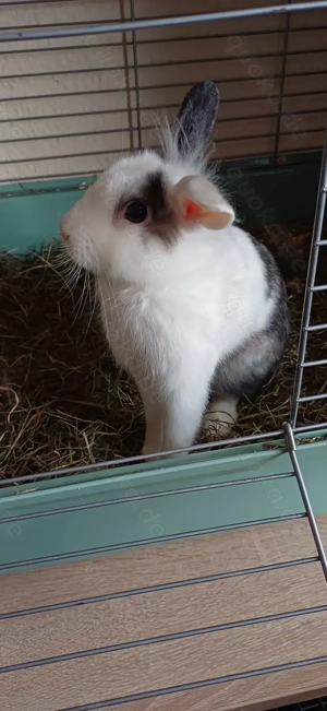 Zwergkaninchen Löwenkopf 