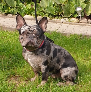 Französische Bulldogge  Bild 3