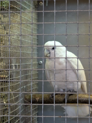 Salomonen Kakadu, weiblich 