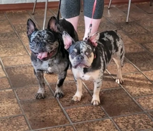 Französische Bulldogge  Bild 4