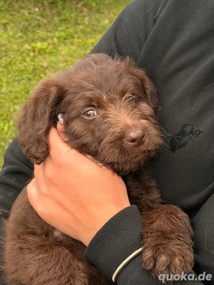 Labradoodle Bild 4 Labradoodle Bild 4