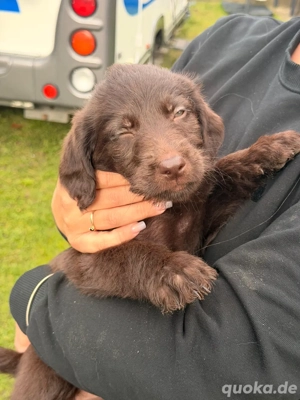 Labradoodle Bild 6 Labradoodle Bild 6