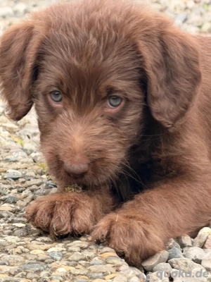 Labradoodle Bild 8 Labradoodle Bild 8