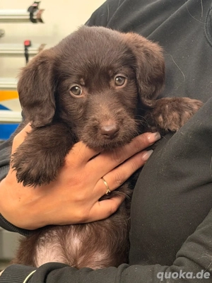 Labradoodle Bild 7 Labradoodle Bild 7