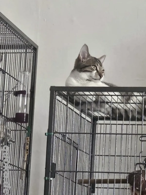 wunderschöner Jung-Kater