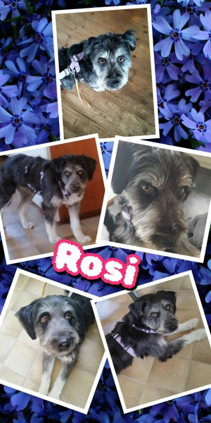 wunderschöne, liebe Hündin "Rosi" sucht ein schönes Zuhause