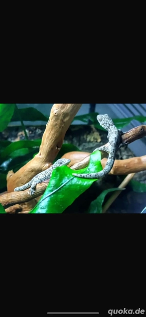 Eurydactylodes Occidentalis