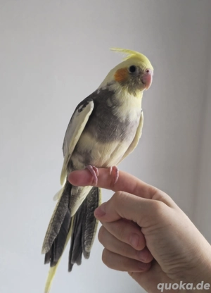 Süßer handzahmer Nymphensittich Männchen 3 Monate alt