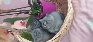 Bkh Katzen zum Verkauf  Bild 2