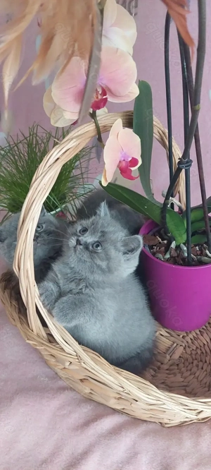 Bkh Katzen zum Verkauf  Bild 4