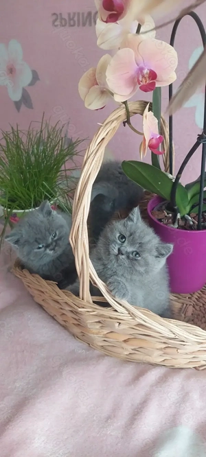 Bkh Katzen zum Verkauf  Bild 3