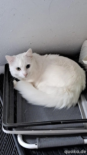 weisser Kater und Glückskatze