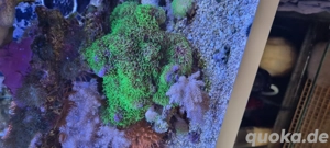 Anemonen und diverse Weichkorallen  Bild 3