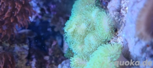 Anemonen und diverse Weichkorallen  Bild 4