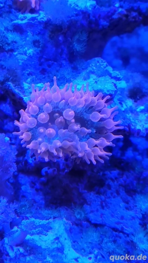 Anemonen und diverse Weichkorallen  Bild 1