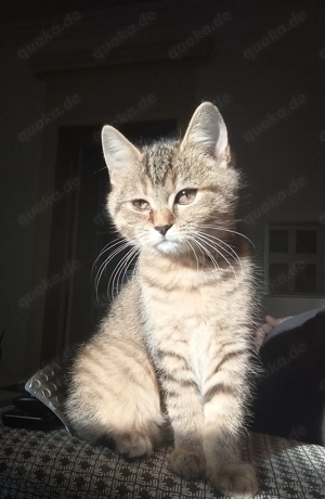 Zwei BKH EKH Mix Kitten suchen gemeinsames Zuhause! Bild 2