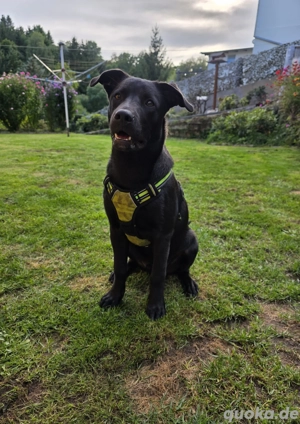 Balou sucht ein liebevolles zu Hause