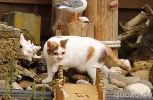 Bkh mit Stammbaum kastriert sucht ihre Familie auf Lebenszeit     