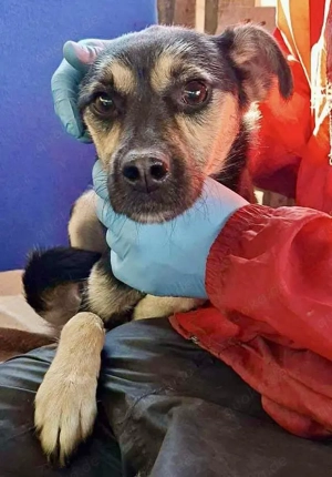 Hila sucht Ruhe & Geborgenheit