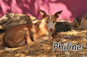 Wer öffnet sein Herz für Philine und schenkt ihr einen Platz, an dem sie endlich ankommen darf?