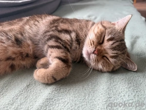 Wurfankündigung BKH Kitten 