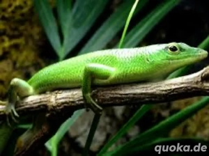 Suche Smaragdgrüner Glanzskink