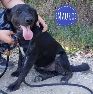 Mauro, lieber Mischling, braucht bitte endlich ein Zuhause