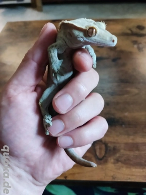 1.0 Kronengecko(Correlophus cilliatus)