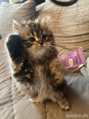 Perser Kitten Bild 3