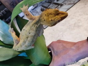 1.0 Kronengecko(Correlophus cilliatus)