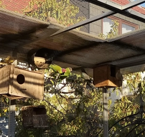 1 Paar plaumenkopfsittich