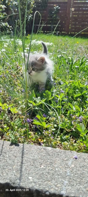 Kitten weiblich 28 Wochen alt 