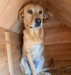 BLONDY - Traumhund auf drei Beinen (wartet in Rumänien)